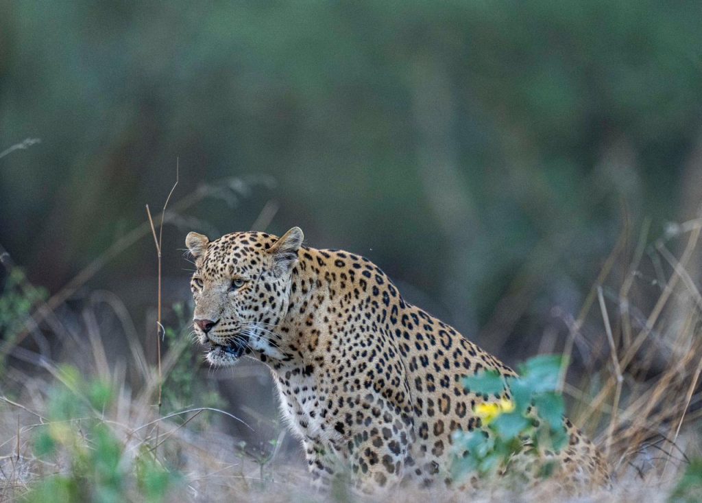 Jhalana Leopard Safari - Best Place to visit in Jaipur
